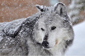 NorahsWolf01_Small